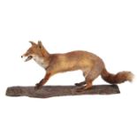 Taxidermy Fox