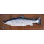 Rowland Ward 43lb plaster cast Salmon