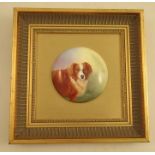 A Royal Worcester circular plaque, painted with a portrait of a dog by E R Booth, diameter 4ins,