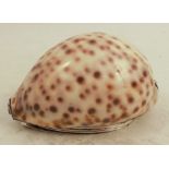 An 18th Scottish provincial silver mounted cowrie shell snuff box, with engraved decoration and