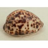 A 19th Scottish silver mounted cowrie shell snuff box, with engraved decoration and name to the