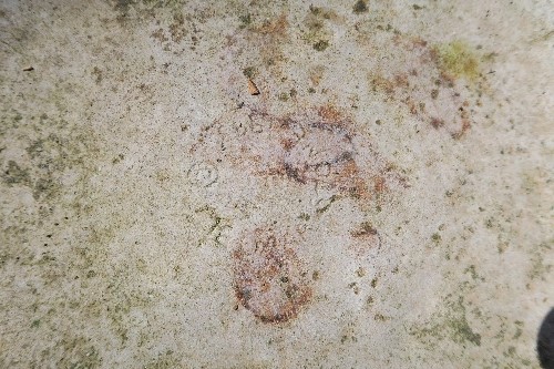 A stone bird bath, diameter 18.5ins, height 31ins - Image 2 of 3