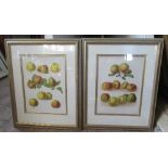 Pair of framed prints, of apples, 14ins x 11ins