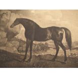 Antique engraving, race horse Marske George STUBBS, Engraved by George Townly Stubbs,  22ins x16ins,