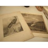 Two antique engravings St Petersburg 22ins x 15ins,  and Fire Backed Pheasant of Java 14ins x 12ins,