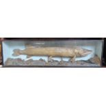 A late Victorian W Hussey cased taxidermy pike, label to back, 48.5ins x 7.5ins, height 13ins
