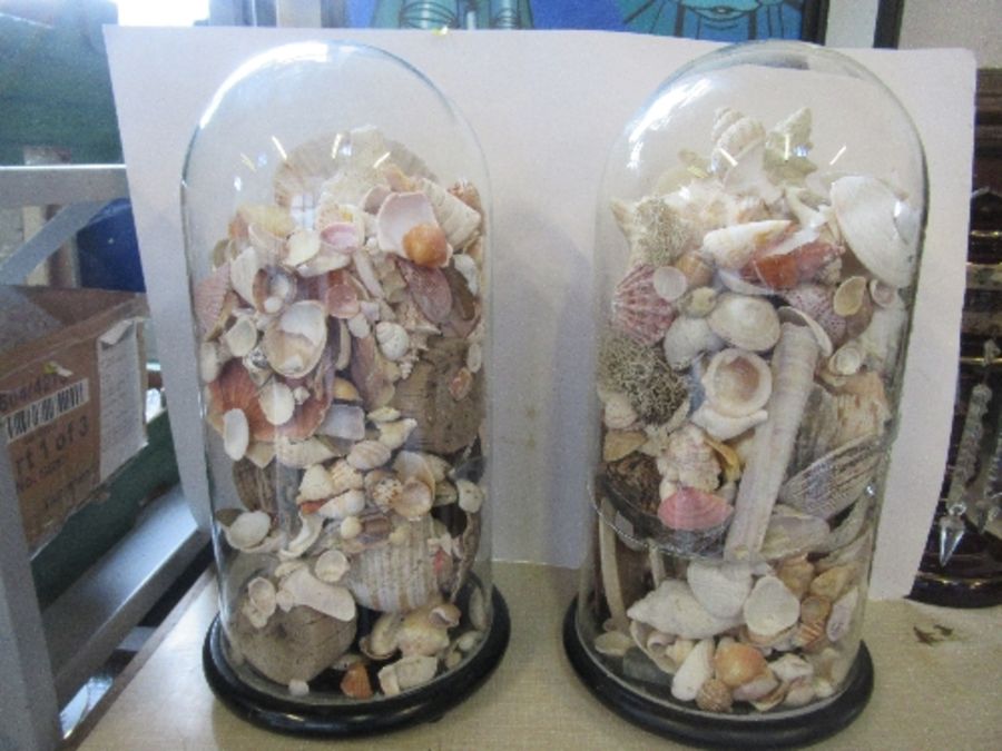 Two glass domes, filled with seashells, af, height 17ins, one af