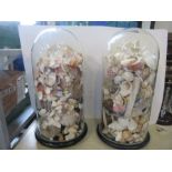 Two glass domes, filled with seashells, af, height 17ins, one af