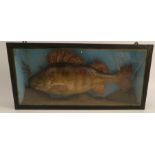Taxidermy, a Victorian cased fish, a Perch in naturalistic setting, 15.5ins x 7.5ins x 3.25ins