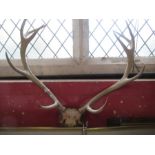 A set of antlers