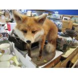 A taxidermy model, of a fox, on oval base, height 17ins, width 26ins