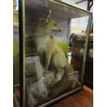 A taxidermy model of a fox and grouse, cased, one glass panel missing