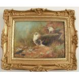 Charles Baldwyn, oil on board, Young Plovers, 5.25ins x 7.5ins