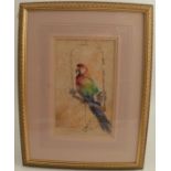 William Powell, watercolour, parrot on a swing, dated '24