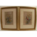 James Stinton, pair of watercolours, pheasants in flight, 8ins x 5.25ins