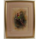 William Powell, watercolour, parrot on a perch