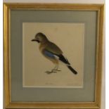 Mary Towne, watercolour, The Jay, 11ins x 12ins, with Thomas Agnew & Sons Ltd label