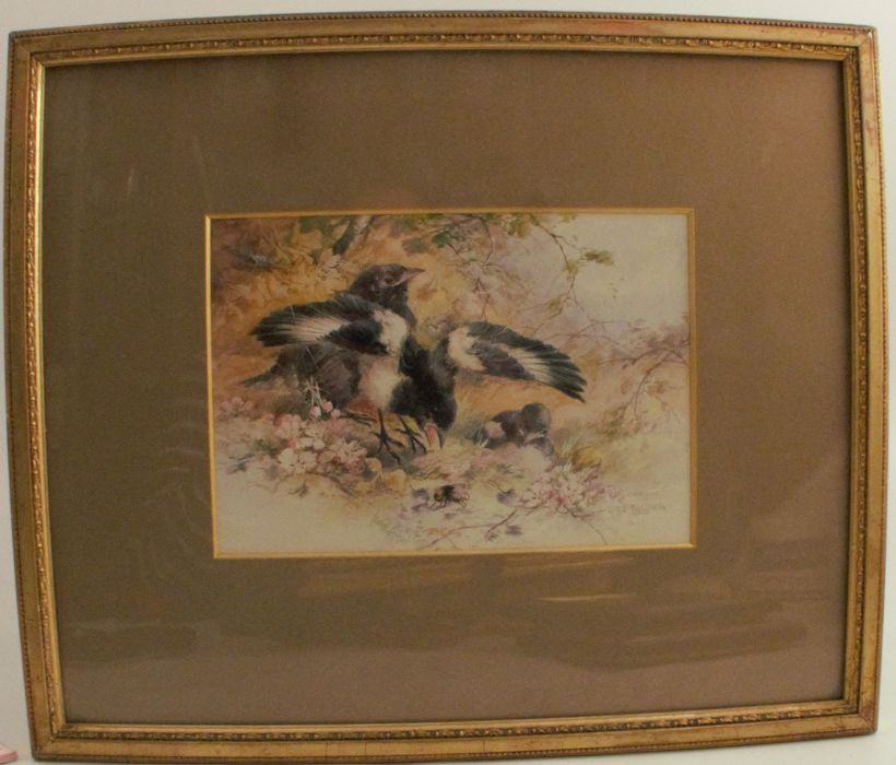Charles Baldwyn, watercolour, young magpies, 6ins x 9ins