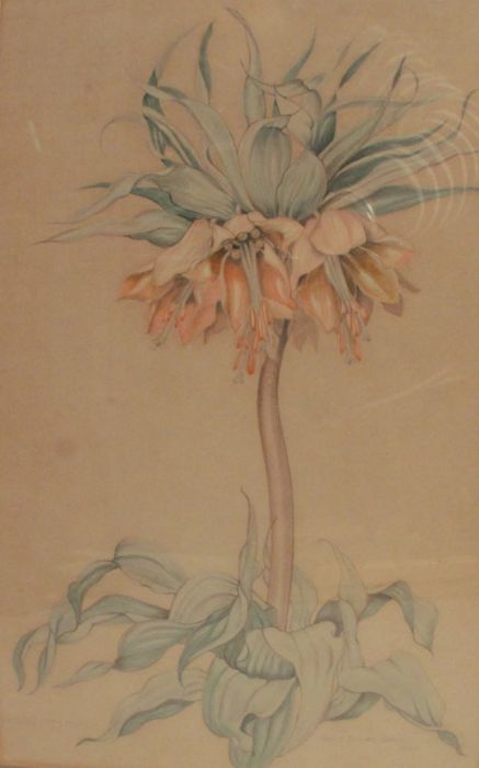 Angus Pinder-Davis, watercolour, Crown Imperial, flower study, 1947, 14ins x 9ins - Image 2 of 4