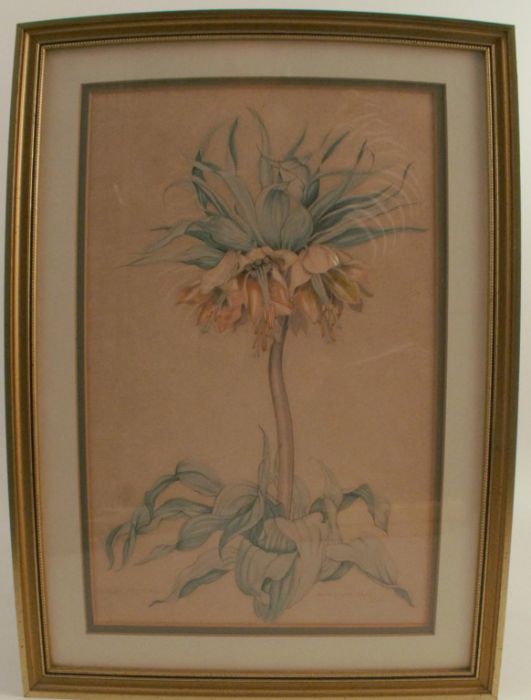 Angus Pinder-Davis, watercolour, Crown Imperial, flower study, 1947, 14ins x 9ins