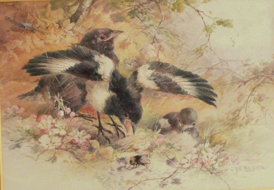 Charles Baldwyn, watercolour, young magpies, 6ins x 9ins - Image 2 of 3
