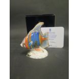 A Crown Derby Pacific Angel Fish Paperweight, 1507/2500, boxed with COA