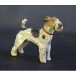 A Cold Painted Bronze Fox Terrier, 5.5cm long