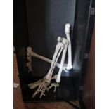 A Trunk/Carry Case with part of a Scientific Skeleton inside (legs)