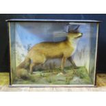 A Good Taxidermy Red Fox in naturalistic setting with blazed case, 86cm wide