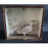 A Taxidermy Turtle Dove in glazed case, 32cm wide