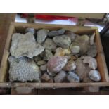 A Box of Shells, Coral samples, etc. c. 10kg