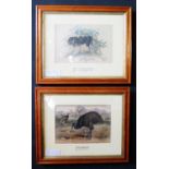 A Pair of 1861 Zoological Society Tinted Lithographs _ The Ashy Black Ape and The Mooruk, 35x23cm,