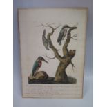 Peter Mazell 1761 - 1797, A Tinted Engraving depicting Kingfisher, Nuthatch and Tree Creeper with