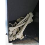 A Trunk/Carry Case with part of a Scientific Skeleton inside (legs), motorbike helmet and box