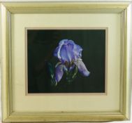 Sally Kier (1938 - 2007), 'Iris 'Varbossiana', gouache, titled and initialled 'SAK', 21cm x 26cm,