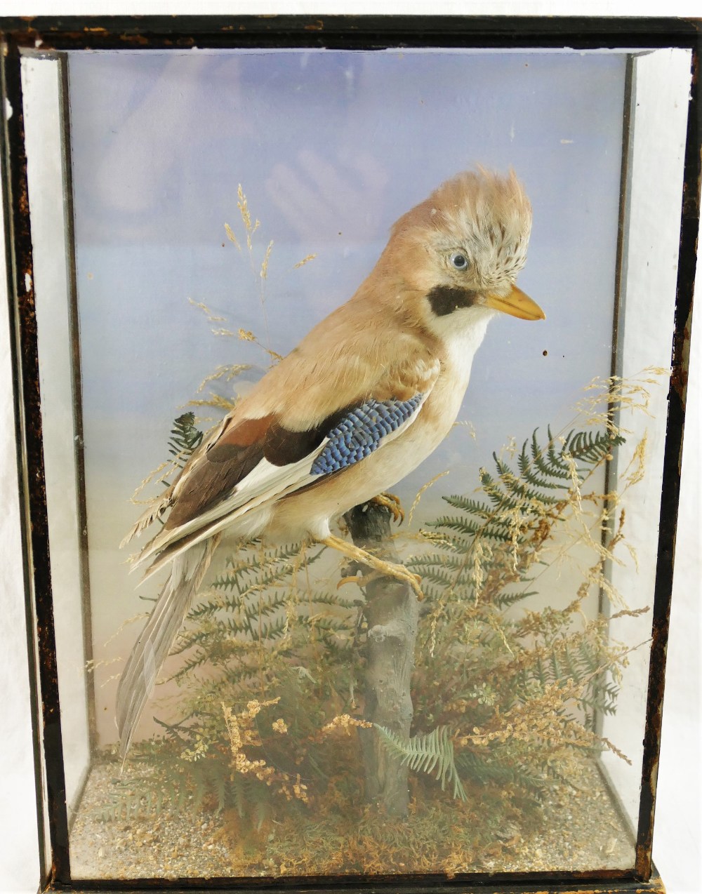 A taxidermy study of a jay in naturalistic setting, housed in glazed case,