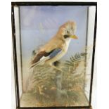A taxidermy study of a jay in naturalistic setting, housed in glazed case,