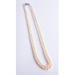 A double string of pearls set with 9ct white gold clasp approx 54cm.