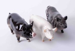 Beswick, three pigs including CH. Warboys (3).