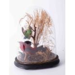 Taxidermy, two birds in a naturalistic setting under a glass dome, overall height 32cm.