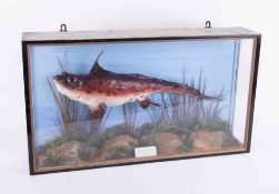 Taxidermy, a Chaemera Montrosa, known as a 'ratfish' or ghost shark 'spookfish', in glazed cabinet