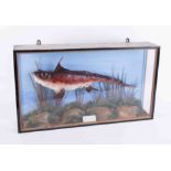 Taxidermy, a Chaemera Montrosa, known as a 'ratfish' or ghost shark 'spookfish', in glazed cabinet