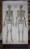 Max Brodel anatomical chart Skeleton, Amer-Frohse number one.