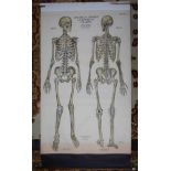 Max Brodel anatomical chart Skeleton, Amer-Frohse number one.