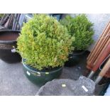PAIR OF GREEN GLAZED CERAMIC PLANTERS PLANTED WITH SHRUBS