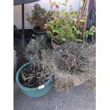 SEVEN ASSORTED GARDEN POTS WITH CONTENTS INCLUDING SHRUBS (A/F)
