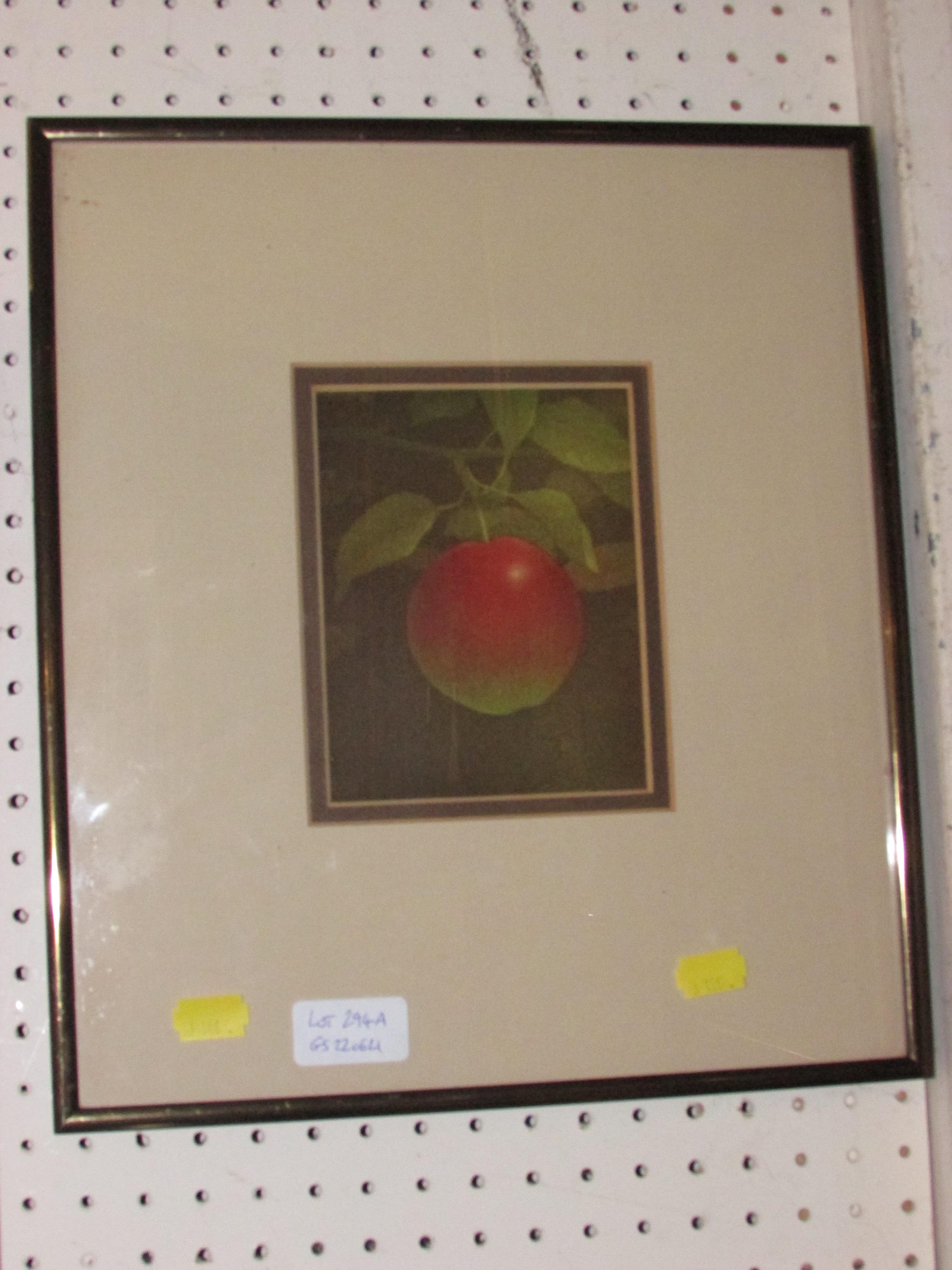 COLOUR PRINT OF APPLE ON BRANCH, FRAMED AND GLAZED, THE BACK MARKED NO 43/75 TERENCE MILLINGTON