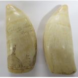 A SCRIMSHAW TOOTH WITH ENGRAVED DECORATION AND LETTERING 'SULNEY HEADS AUSTRALIA[?] (14.5CM), AND