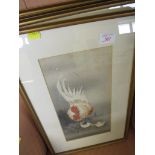 FOUR FRAMED AND GLAZED COLOURED PICTURES OF BIRDS AND BUTTERFLIES.