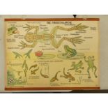 Zoology A large Mixed tray of Biological specimens: